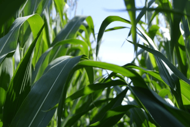 Agribusiness