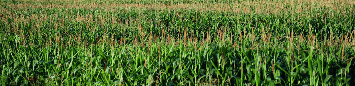 Agribusiness